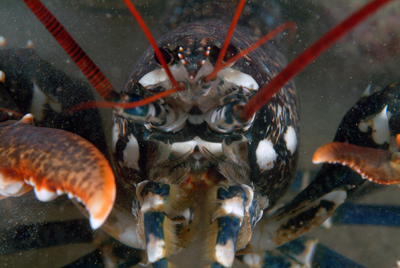 Homarus gammarus